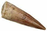 Fossil Spinosaurus Tooth - Real Dinosaur Tooth #345479-1